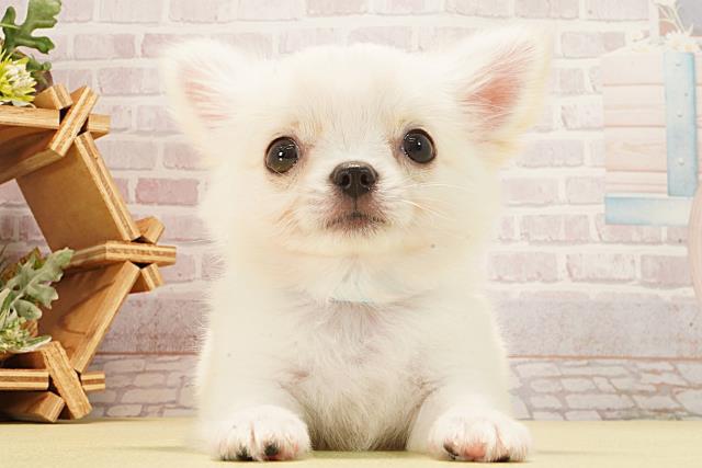 チワワ（ロングコート）