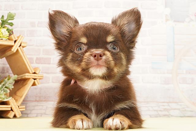 愛知県のチワワ(ロング) (Coo&RIKU春日井店/2026年1月20日生まれ/女の子/チョコレートタン)の子犬の1枚目の画像