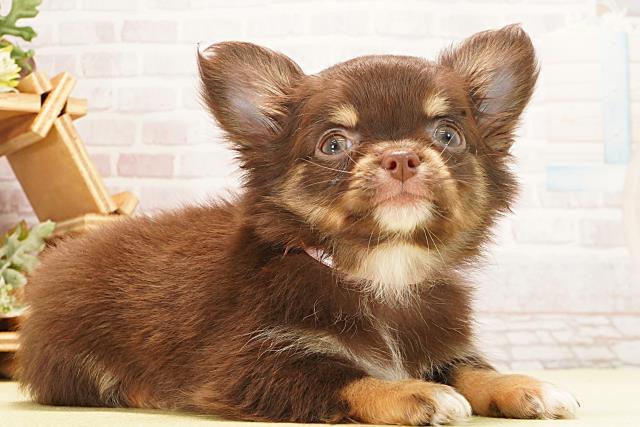 愛知県のチワワ(ロング) (Coo&RIKU春日井店/2026年1月20日生まれ/女の子/チョコレートタン)の子犬の2枚目の画像