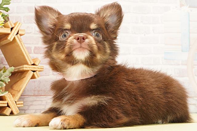 愛知県のチワワ(ロング) (Coo&RIKU春日井店/2026年1月20日生まれ/女の子/チョコレートタン)の子犬の3枚目の画像