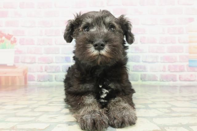 栃木県のミニチュアシュナウザー (Coo&RIKUFKDインターパーク店/2026年1月19日生まれ/男の子/ソルトペッパー)の子犬の1枚目の画像