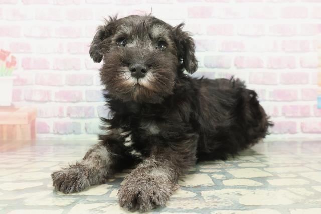 栃木県のミニチュアシュナウザー (Coo&RIKUFKDインターパーク店/2026年1月19日生まれ/男の子/ソルトペッパー)の子犬の2枚目の画像