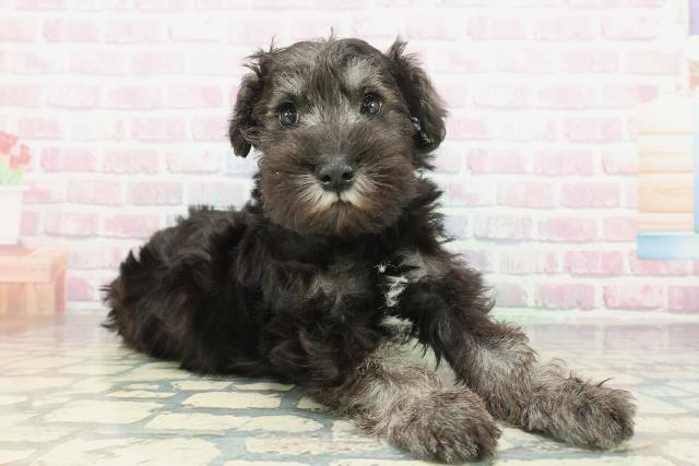 栃木県のミニチュアシュナウザー (Coo&RIKUFKDインターパーク店/2026年1月19日生まれ/男の子/ソルトペッパー)の子犬の3枚目の画像