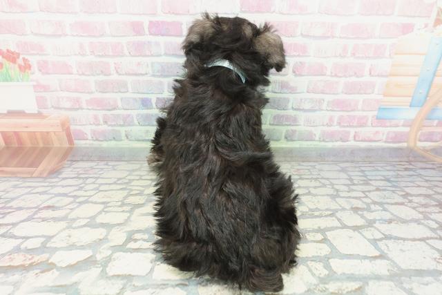 栃木県のミニチュアシュナウザー (Coo&RIKUFKDインターパーク店/2026年1月19日生まれ/男の子/ソルトペッパー)の子犬の4枚目の画像