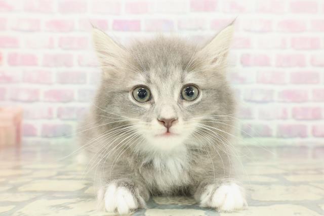 神奈川県のサイベリアン (Coo&RIKU横須賀店/2026年1月19日生まれ/男の子/ブルータビーホワイト)の子猫の1枚目の画像
