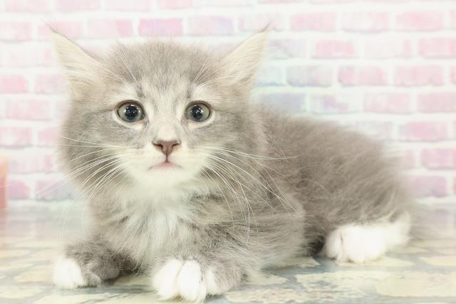 神奈川県のサイベリアン (Coo&RIKU横須賀店/2026年1月19日生まれ/男の子/ブルータビーホワイト)の子猫の2枚目の画像