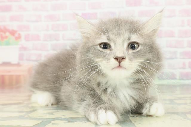 神奈川県のサイベリアン (Coo&RIKU横須賀店/2026年1月19日生まれ/男の子/ブルータビーホワイト)の子猫の3枚目の画像