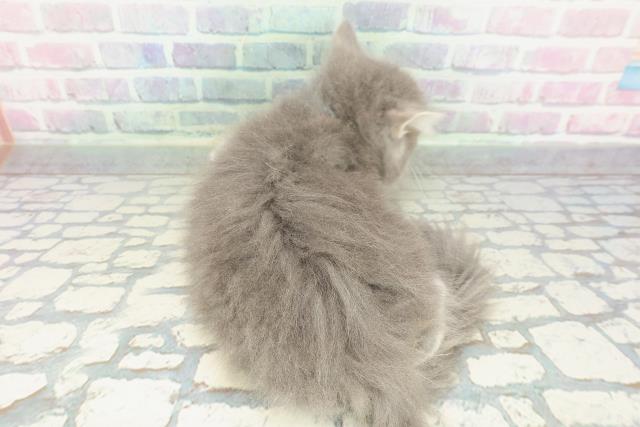 神奈川県のサイベリアン (Coo&RIKU横須賀店/2026年1月19日生まれ/男の子/ブルータビーホワイト)の子猫の4枚目の画像