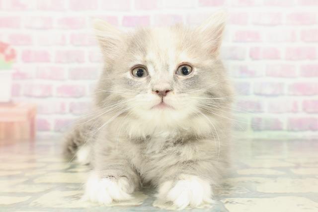 栃木県のサイベリアン (Coo&RIKUFKDインターパーク店/2026年1月19日生まれ/女の子/ブルーパッチドタビーホワイト)の子猫の1枚目の画像