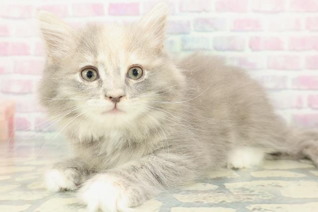 栃木県のサイベリアン (Coo&RIKUFKDインターパーク店/2026年1月19日生まれ/女の子/ブルーパッチドタビーホワイト)の子猫の2枚目の画像