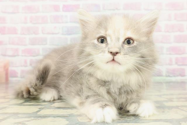 栃木県のサイベリアン (Coo&RIKUFKDインターパーク店/2026年1月19日生まれ/女の子/ブルーパッチドタビーホワイト)の子猫の3枚目の画像