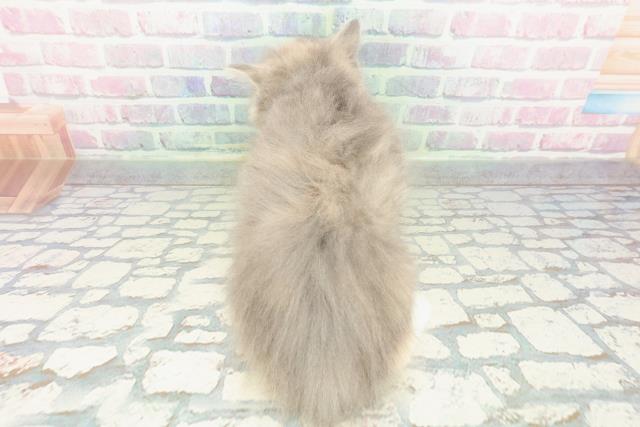 栃木県のサイベリアン (Coo&RIKUFKDインターパーク店/2026年1月19日生まれ/女の子/ブルーパッチドタビーホワイト)の子猫の4枚目の画像