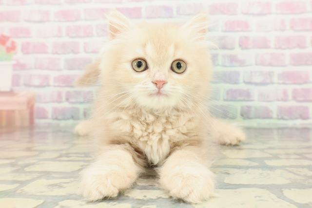 埼玉県のミヌエット (Coo&RIKUアニマルケアセンター大宮/2026年1月19日生まれ/女の子/クリームタビー)の子猫