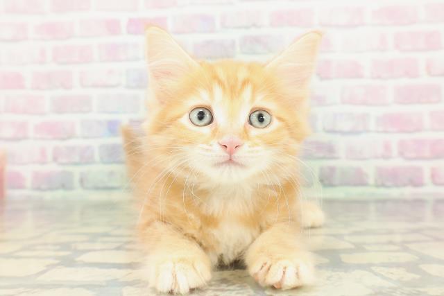 埼玉県のメインクーン (Coo&RIKU川越店/2026年1月20日生まれ/男の子/レッドタビー)の子猫の1枚目の画像