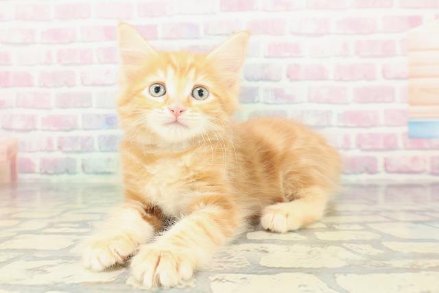 埼玉県のメインクーン (Coo&RIKU川越店/2026年1月20日生まれ/男の子/レッドタビー)の子猫の2枚目の画像