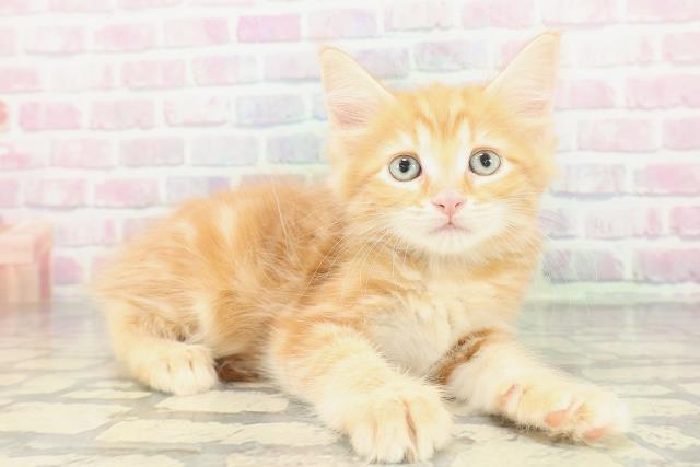 埼玉県のメインクーン (Coo&RIKU川越店/2026年1月20日生まれ/男の子/レッドタビー)の子猫の3枚目の画像