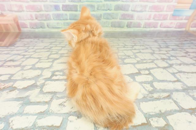 埼玉県のメインクーン (Coo&RIKU川越店/2026年1月20日生まれ/男の子/レッドタビー)の子猫の4枚目の画像