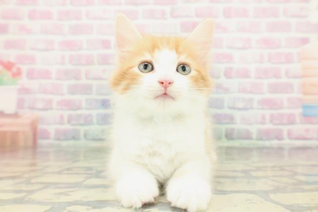 神奈川県のメインクーン (Coo&RIKU横浜港南台店/2026年1月20日生まれ/男の子/レッドタビーホワイト)の子猫の1枚目の画像