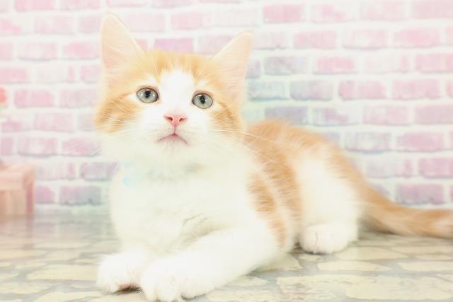 神奈川県のメインクーン (Coo&RIKU横浜港南台店/2026年1月20日生まれ/男の子/レッドタビーホワイト)の子猫の2枚目の画像