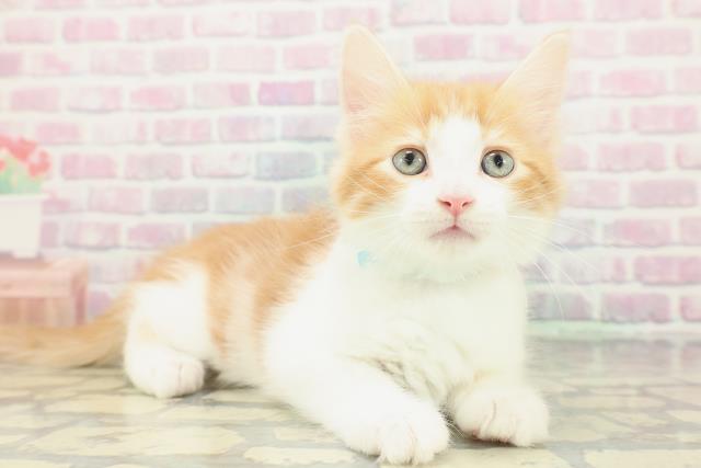 神奈川県のメインクーン (Coo&RIKU横浜港南台店/2026年1月20日生まれ/男の子/レッドタビーホワイト)の子猫の3枚目の画像