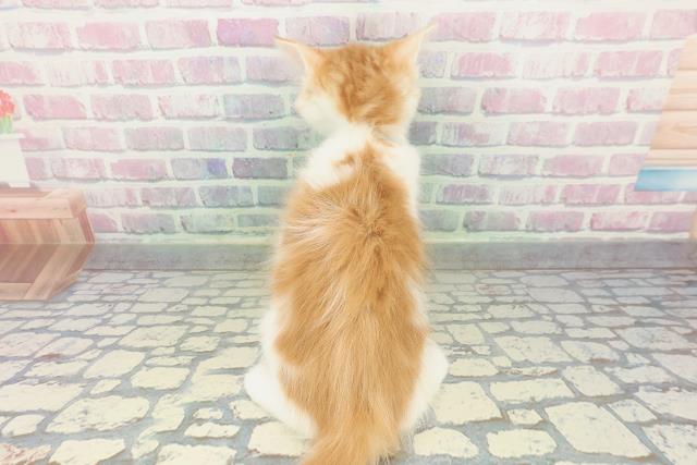 神奈川県のメインクーン (Coo&RIKU横浜港南台店/2026年1月20日生まれ/男の子/レッドタビーホワイト)の子猫の4枚目の画像