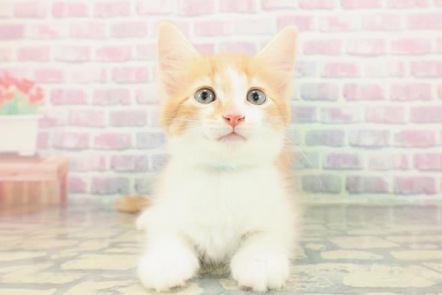 山梨県のメインクーン (Coo&RIKU甲府昭和通り店/2026年1月20日生まれ/男の子/レッドタビーホワイト)の子猫