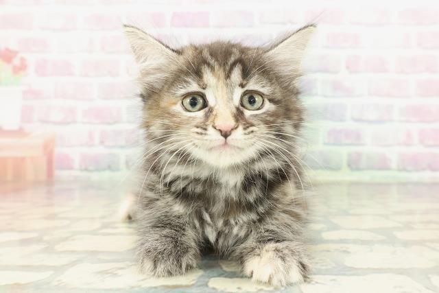 神奈川県のメインクーン (Coo&RIKU横須賀店/2026年1月20日生まれ/女の子/ブラウンパッチドタビー)の子猫の1枚目の画像