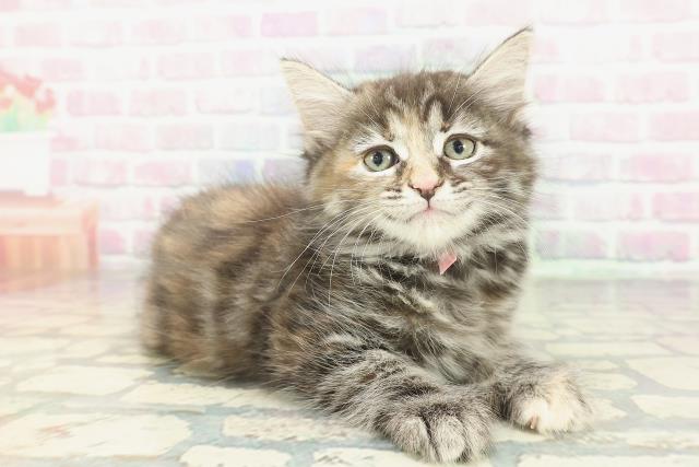 神奈川県のメインクーン (Coo&RIKU横須賀店/2026年1月20日生まれ/女の子/ブラウンパッチドタビー)の子猫の3枚目の画像