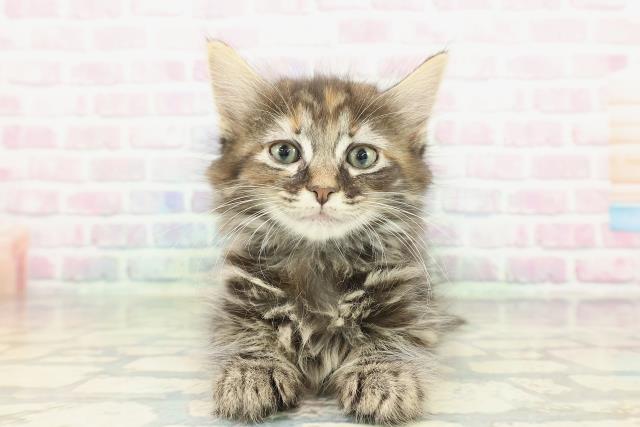 栃木県のメインクーン (Coo&RIKUFKDインターパーク店/2026年1月20日生まれ/女の子/ブラウンパッチドタビー)の子猫の1枚目の画像