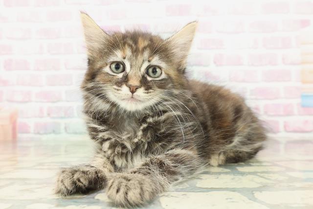 栃木県のメインクーン (Coo&RIKUFKDインターパーク店/2026年1月20日生まれ/女の子/ブラウンパッチドタビー)の子猫の2枚目の画像