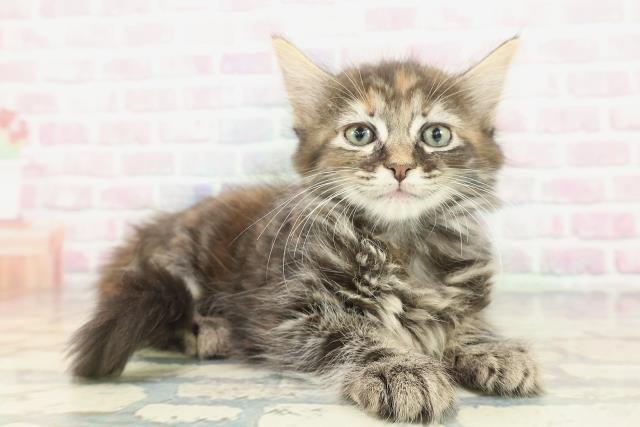 栃木県のメインクーン (Coo&RIKUFKDインターパーク店/2026年1月20日生まれ/女の子/ブラウンパッチドタビー)の子猫の3枚目の画像