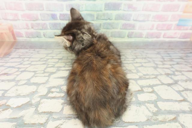 栃木県のメインクーン (Coo&RIKUFKDインターパーク店/2026年1月20日生まれ/女の子/ブラウンパッチドタビー)の子猫の4枚目の画像