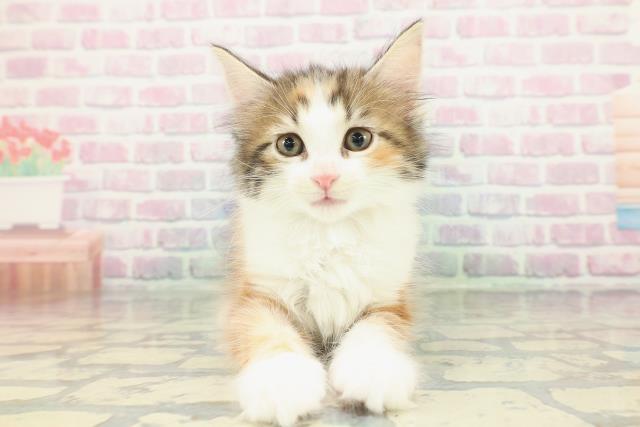 神奈川県のメインクーン (Coo&RIKU平塚店/2026年1月20日生まれ/女の子/キャリコ)の子猫の1枚目の画像