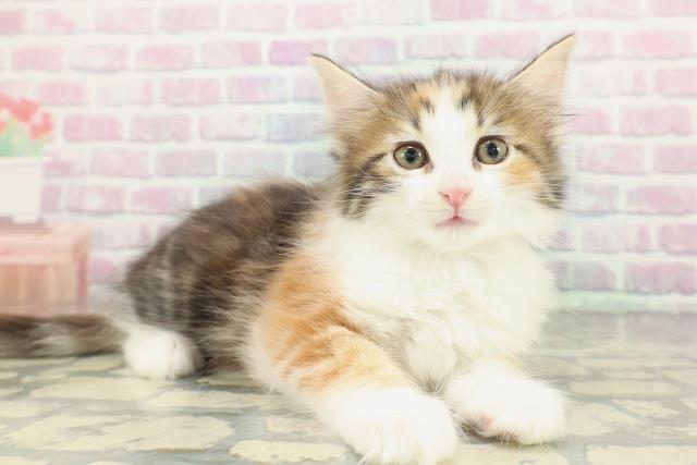 神奈川県のメインクーン (Coo&RIKU平塚店/2026年1月20日生まれ/女の子/キャリコ)の子猫の3枚目の画像