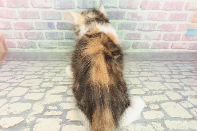 神奈川県のメインクーン (Coo&RIKU平塚店/2026年1月20日生まれ/女の子/キャリコ)の子猫の4枚目の画像