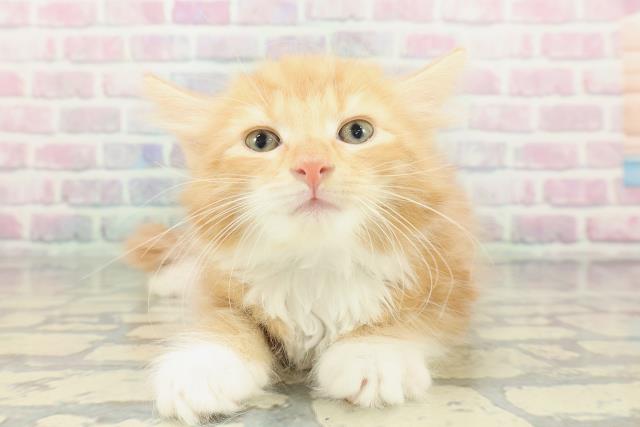 山梨県のノルウェージャンフォレストキャット (Coo&RIKU甲府昭和通り店/2026年1月20日生まれ/男の子/レッドタビーホワイト)の子猫