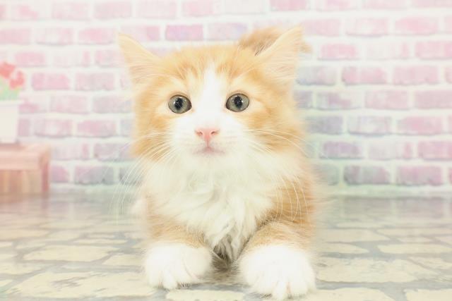 埼玉県のノルウェージャンフォレストキャット (Coo&RIKU川越店/2026年1月20日生まれ/男の子/レッドタビーホワイト)の子猫の1枚目の画像