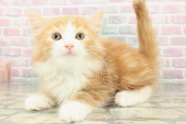 埼玉県のノルウェージャンフォレストキャット (Coo&RIKU川越店/2026年1月20日生まれ/男の子/レッドタビーホワイト)の子猫の2枚目の画像