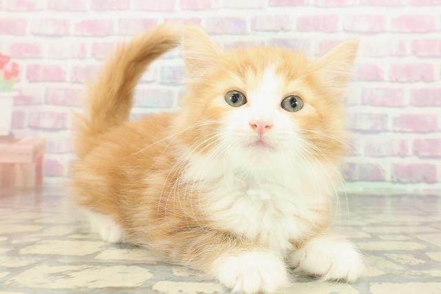 埼玉県のノルウェージャンフォレストキャット (Coo&RIKU川越店/2026年1月20日生まれ/男の子/レッドタビーホワイト)の子猫の3枚目の画像