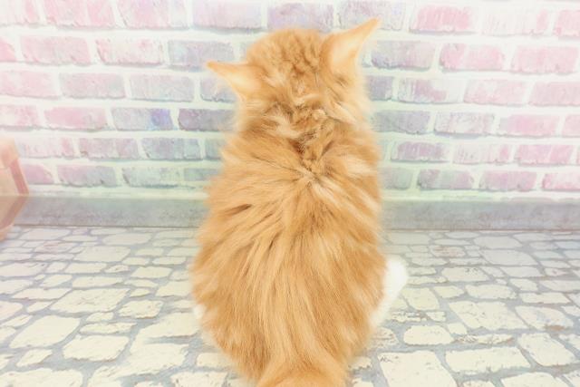 埼玉県のノルウェージャンフォレストキャット (Coo&RIKU川越店/2026年1月20日生まれ/男の子/レッドタビーホワイト)の子猫の4枚目の画像