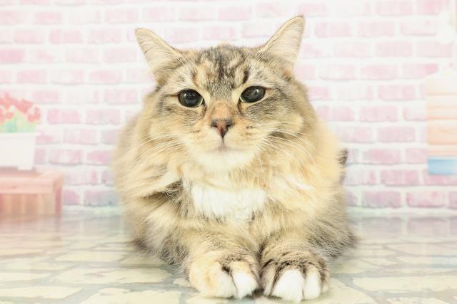 茨城県のアメリカンカール (Coo&RIKU牛久店/2025年7月31日生まれ/女の子/ブラウンパッチドタビーホワイト)の子猫