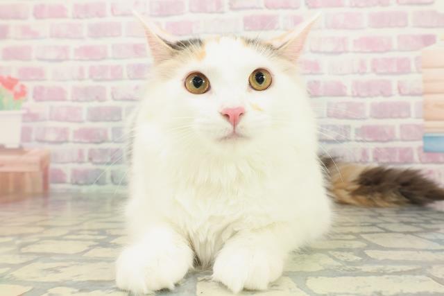 茨城県のメインクーン (Coo&RIKU筑西店/2025年9月29日生まれ/女の子/キャリコ)の子猫の1枚目の画像