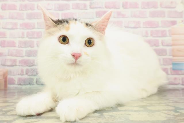 茨城県のメインクーン (Coo&RIKU筑西店/2025年9月29日生まれ/女の子/キャリコ)の子猫の2枚目の画像