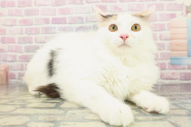 茨城県のメインクーン (Coo&RIKU筑西店/2025年9月29日生まれ/女の子/キャリコ)の子猫の3枚目の画像