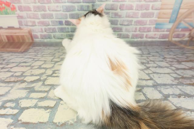 茨城県のメインクーン (Coo&RIKU筑西店/2025年9月29日生まれ/女の子/キャリコ)の子猫の4枚目の画像