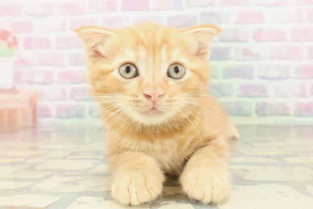 スコティッシュフォールド