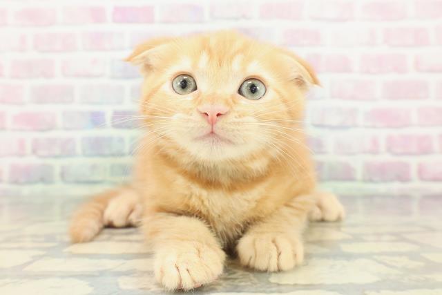 スコティッシュフォールド