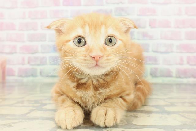 埼玉県のスコティッシュフォールド (Coo&RIKU川越店/2026年1月17日生まれ/男の子/レッドタビーホワイト)の子猫の1枚目の画像