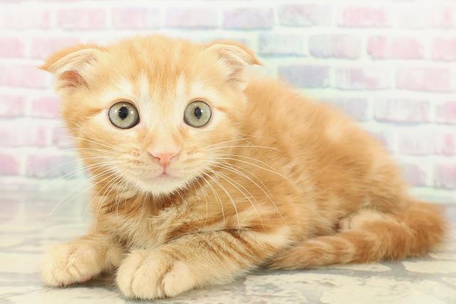 埼玉県のスコティッシュフォールド (Coo&RIKU川越店/2026年1月17日生まれ/男の子/レッドタビーホワイト)の子猫の2枚目の画像