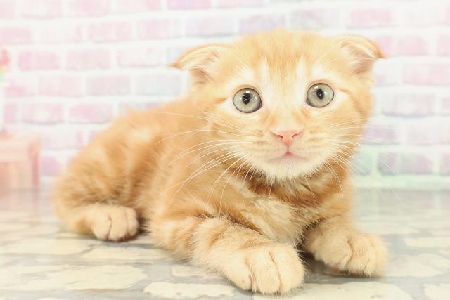 埼玉県のスコティッシュフォールド (Coo&RIKU川越店/2026年1月17日生まれ/男の子/レッドタビーホワイト)の子猫の3枚目の画像